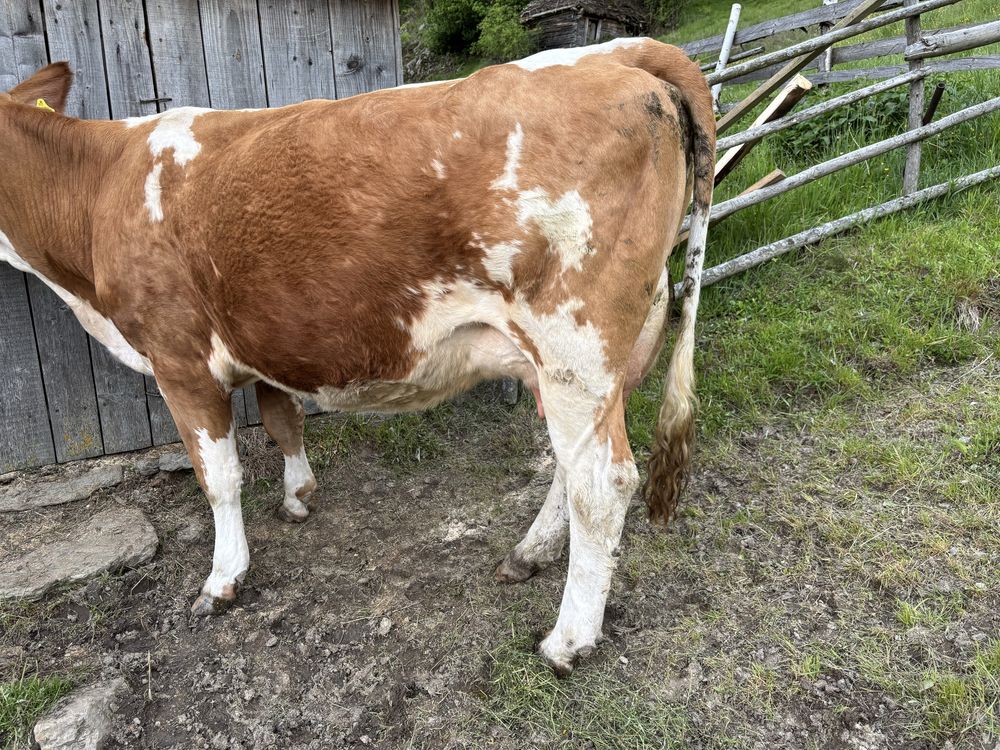 Vaca de vanzare .