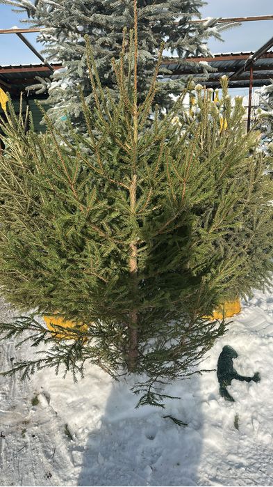 Живая Елка Новогодный Елка Зеленный Елка Голубая Ел . Елка