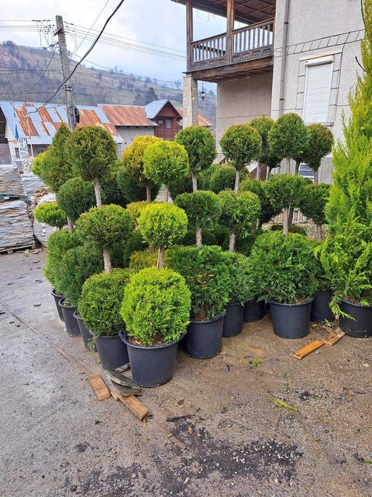 Vând tuia leylandi, columnaris, spirală, pon pon, gazon