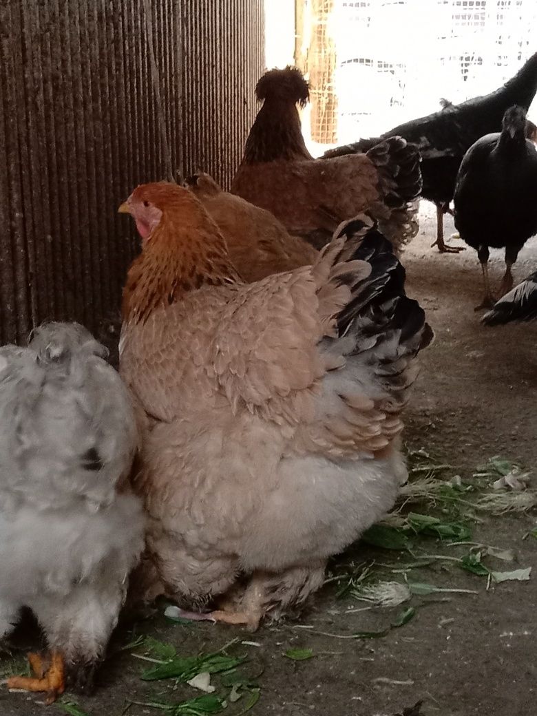 Продам яйца породы брама для разведения цыплят яйца свежие куры привит