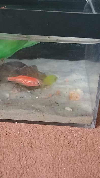 Petushok va danio baliqlari sotiladi