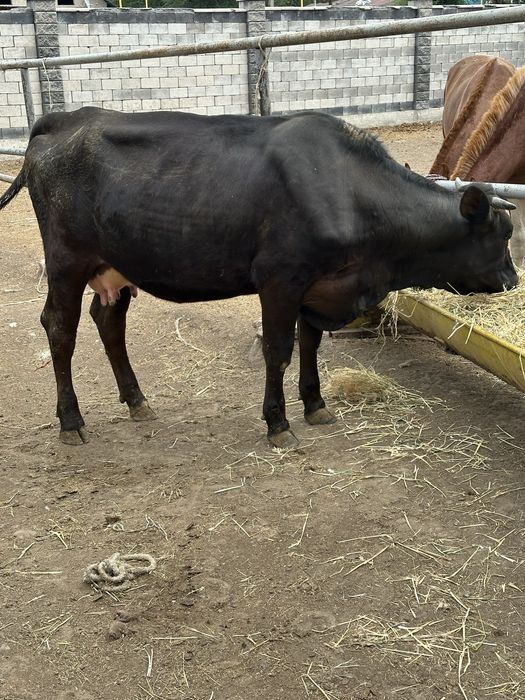 Вынужденный забой.