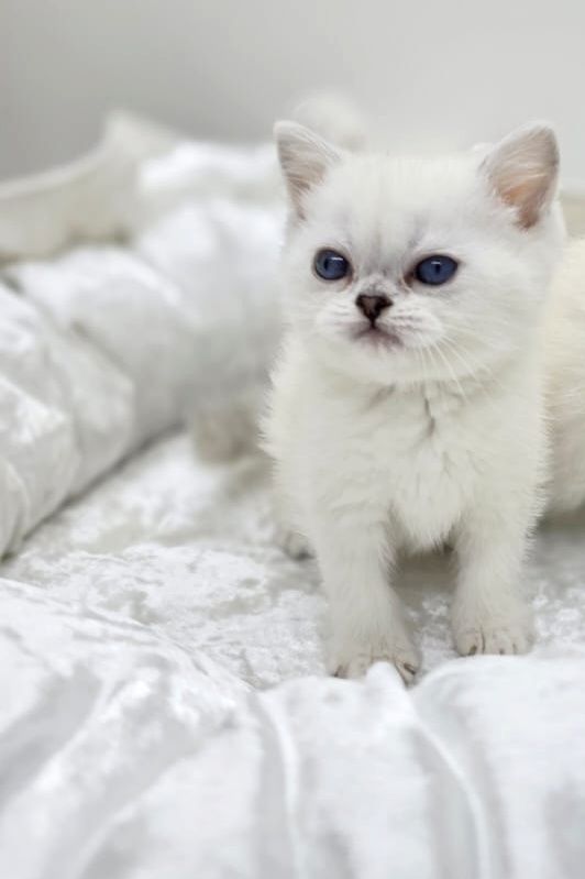 Британские котята