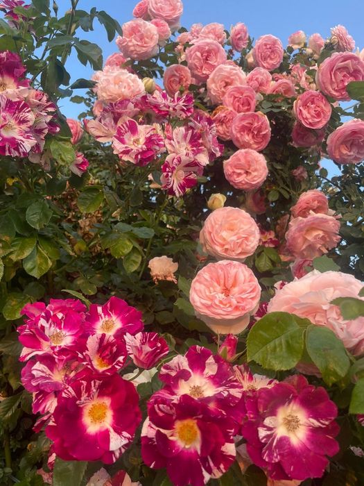 Butasi de trandafiri de colecție, urcatori si tufe