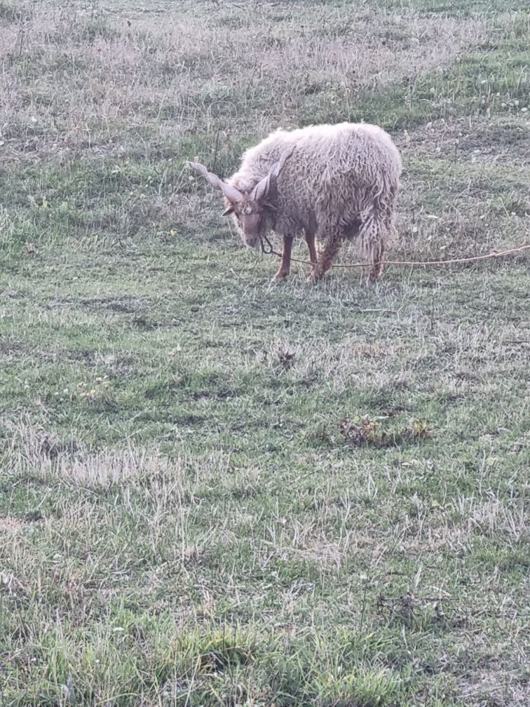 Vand berbec Rațca 3 ani, sau schimb cu alte animale sau pasari.