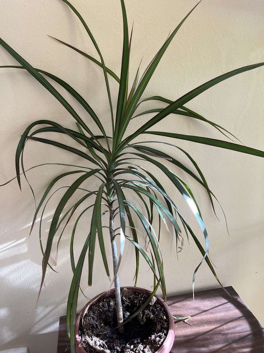 Драцена Маргината