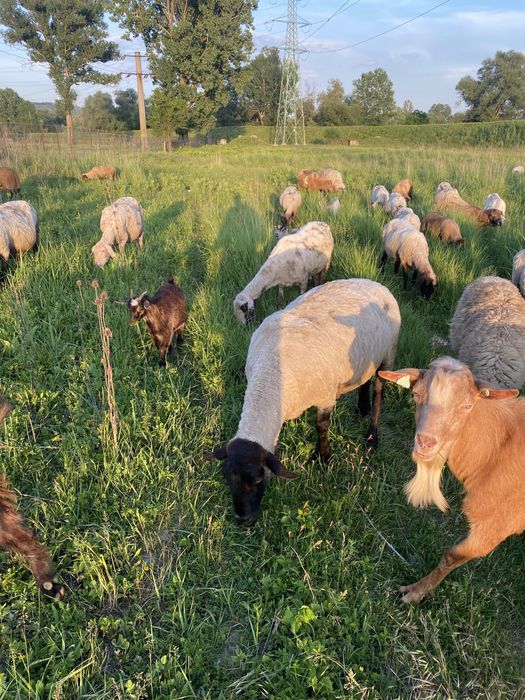 De vanzare mai multe detali la numarul de telefon