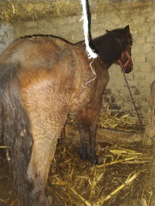 Vând cârlană mare