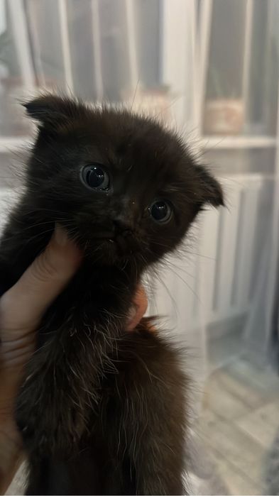 Отдам котят в хорошие руки