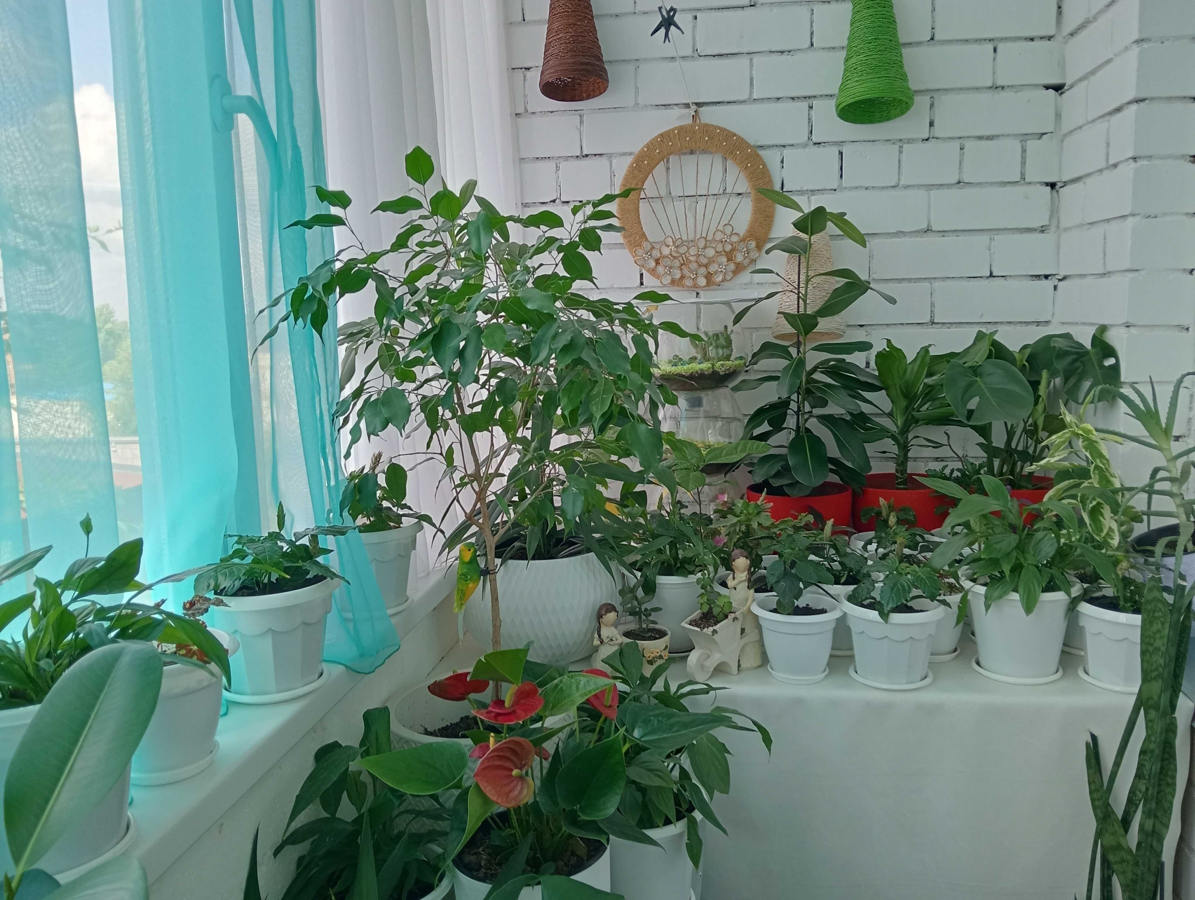 Красивые и Уютные цветы в Ваш Дом