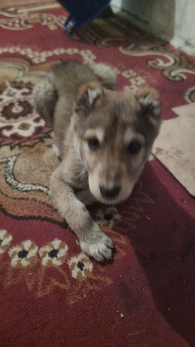 Күшік алаба Болашақ чемпён.3ай