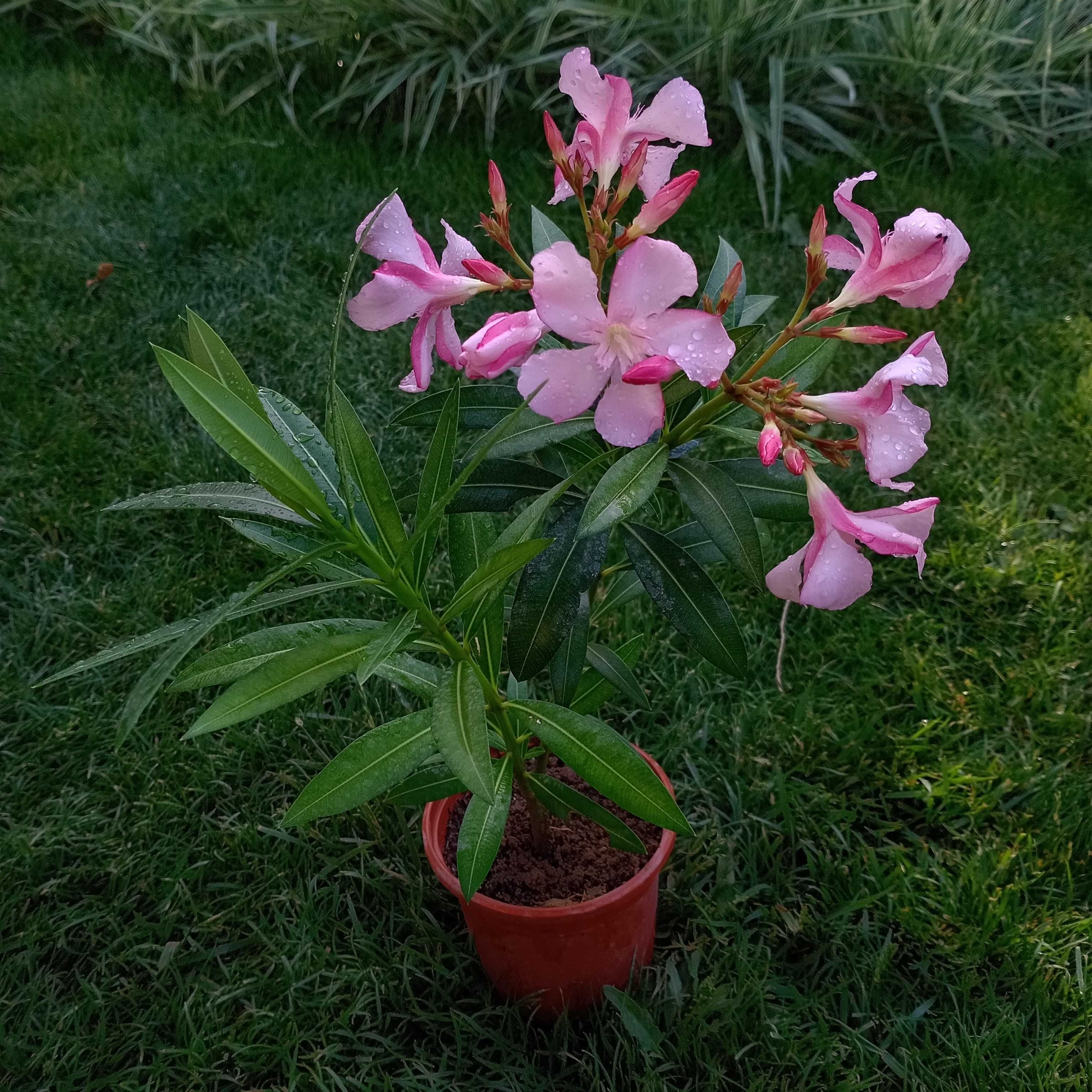 Nerium oleander pink / Pushti rangli Tol guli / Олеандр розовый