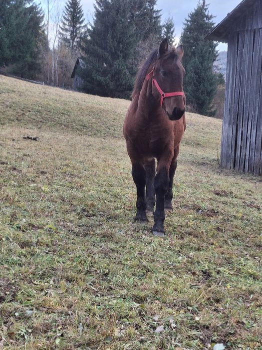 Vând mânză de 7 luni