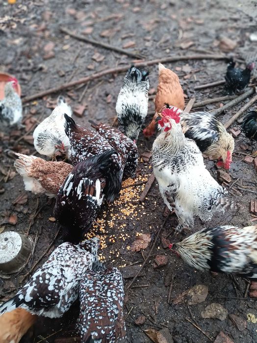 Vand gaini frumoase mici si mari, perlate, americane