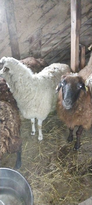 Продам баранов. Койлар сатамын