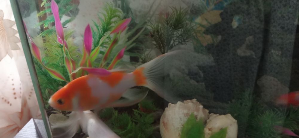 Продам аквариум с рыбами со всеми принадлежностями..