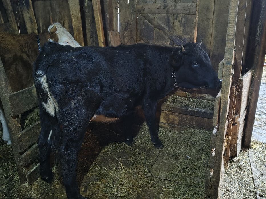 Vind junică de un an metis frumoasă