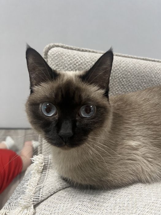 Кошка тайская, 4 года