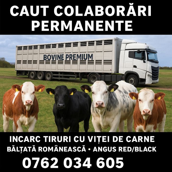 Viței disponibili – caut colaborari cu cumparatori