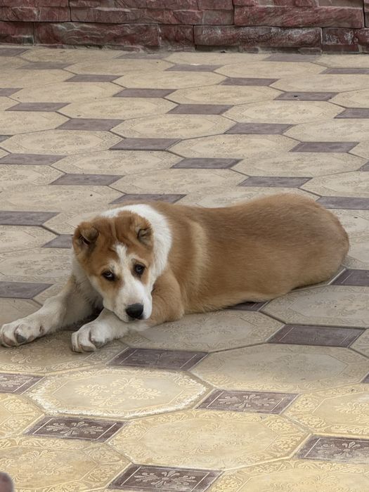 Среднеазиатская овчарка