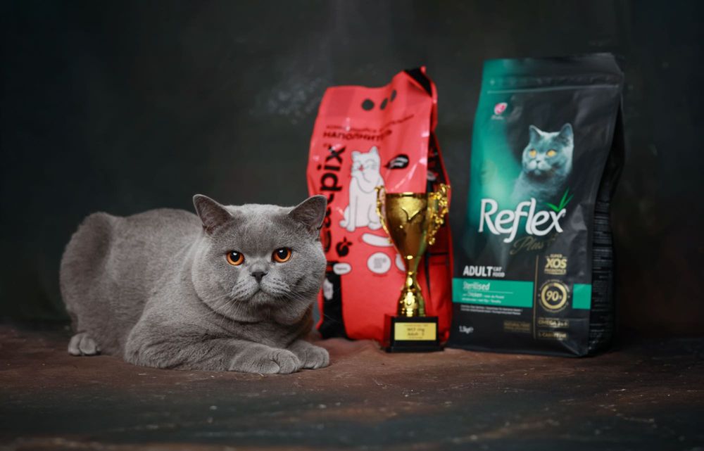 Британские котята