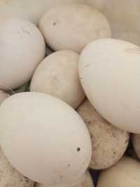 Гусинные яйца инкубационные.