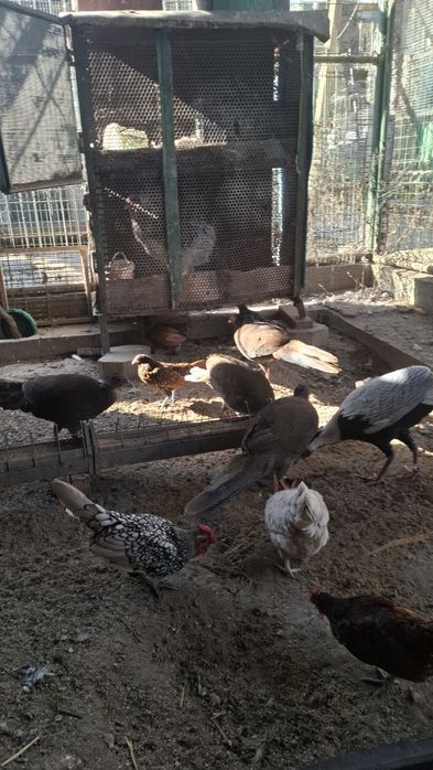 Fazani argintii 1+3-4