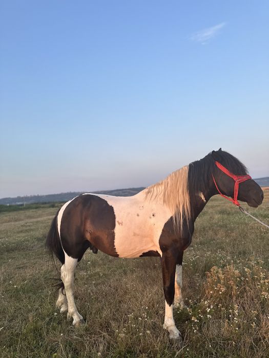 De vânzare armasar