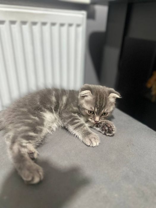 Котёнок девочка шотландская вислоушка
