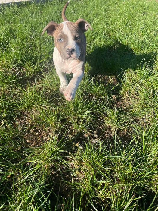 American Staffordshire Terrier