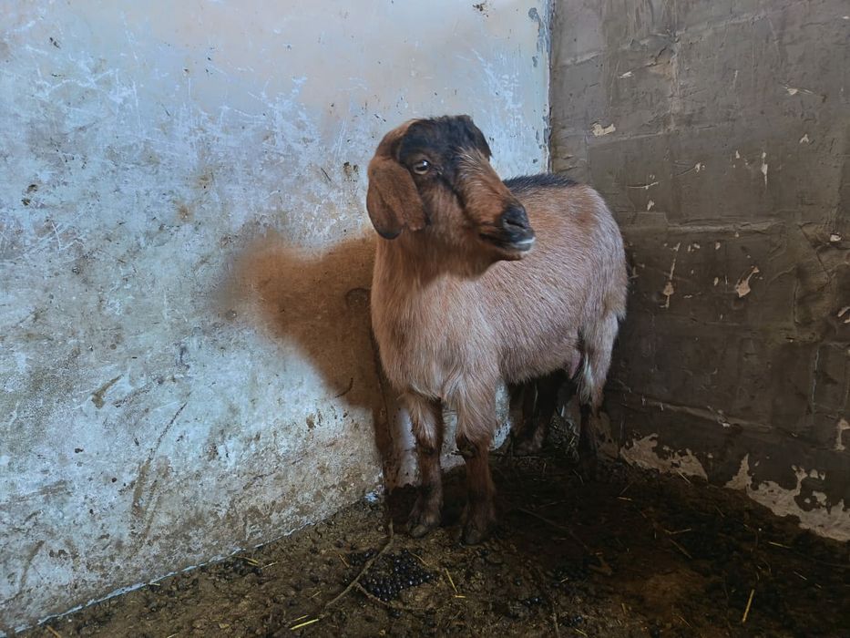 Эчки сотилади...