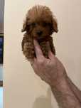 Pui Maltipoo red mascul