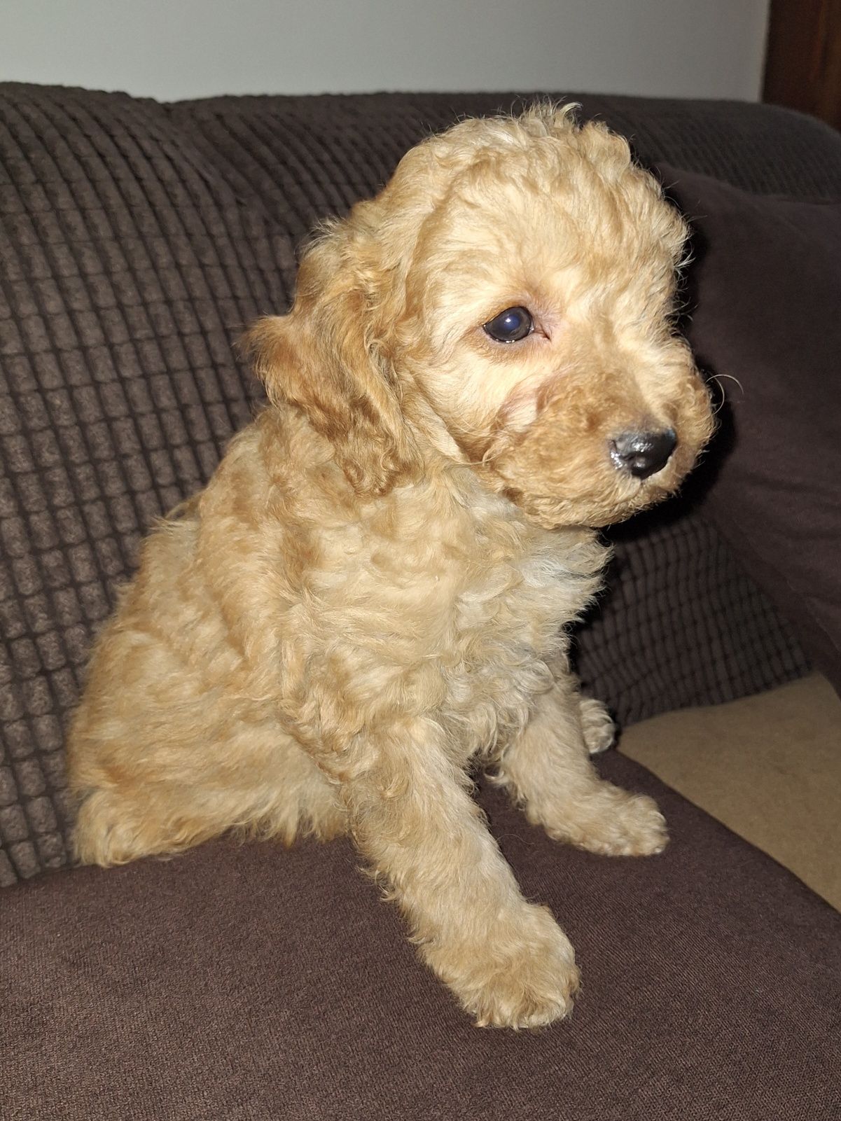 Pudel/caniche pitic