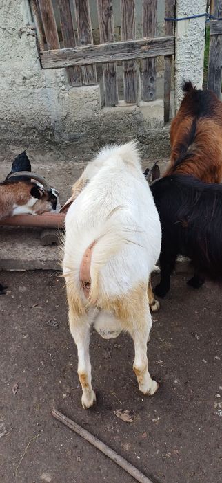 De vânzare 3 capre si un țap sannen