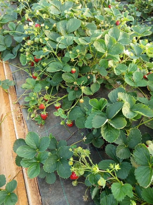 Căpșuni dulci si gustoase crescute ecologic din soiul murano