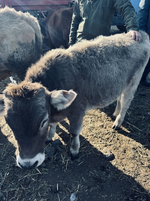 тана ұрғашы.  ь.