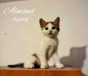 Pisicute adorabile cu vanilie si cocos