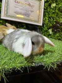 карликовые декоративные крольчата