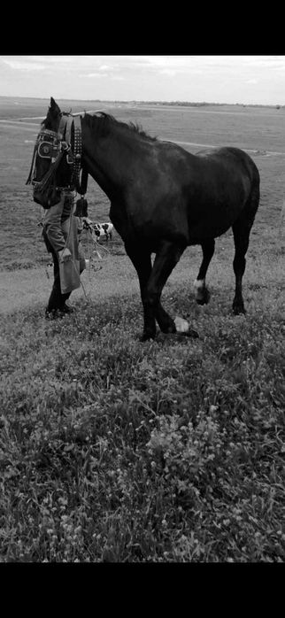 Iapă de vânzare  foarte bună