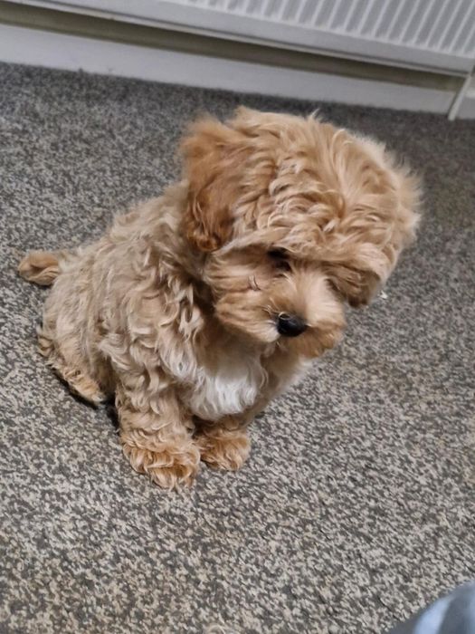 Maltipoo mini jucausa