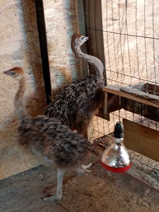 Struți și pui de vânzare