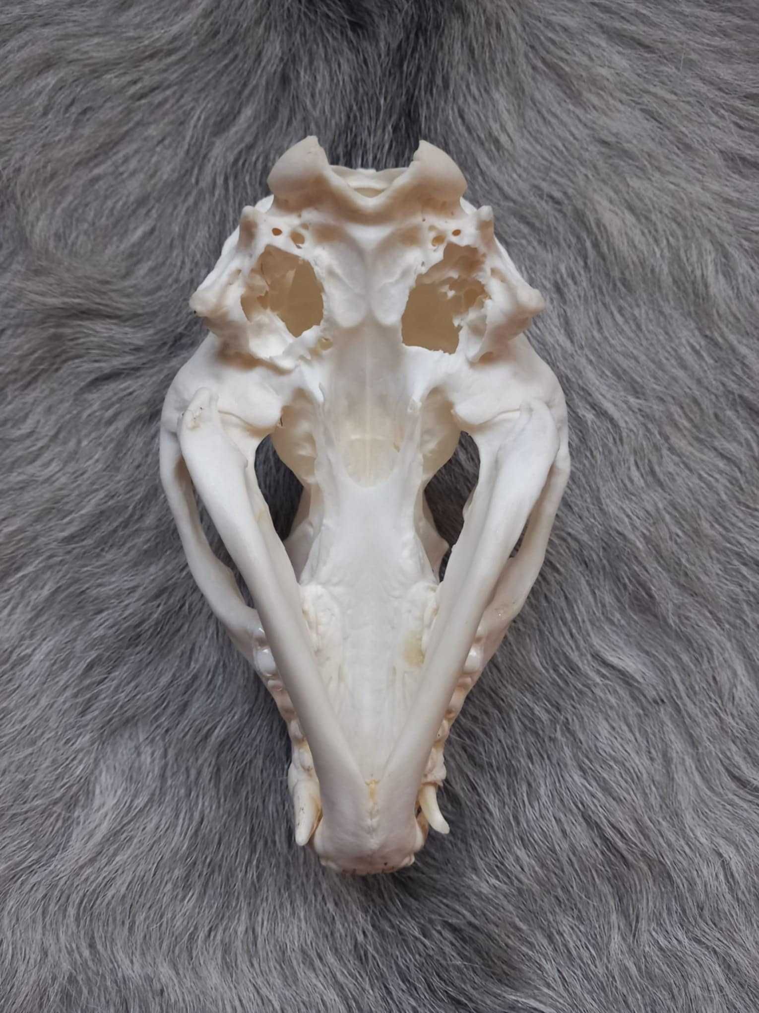 trofeu,trofee,naturalizat,taxidermie,craniu de bursuc  Germania