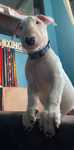 Bull terrier pui
