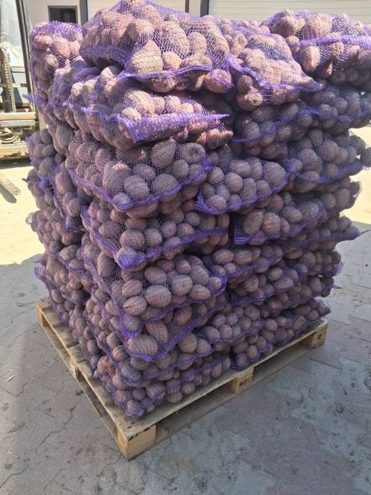 Cartofi polonia cantități mari