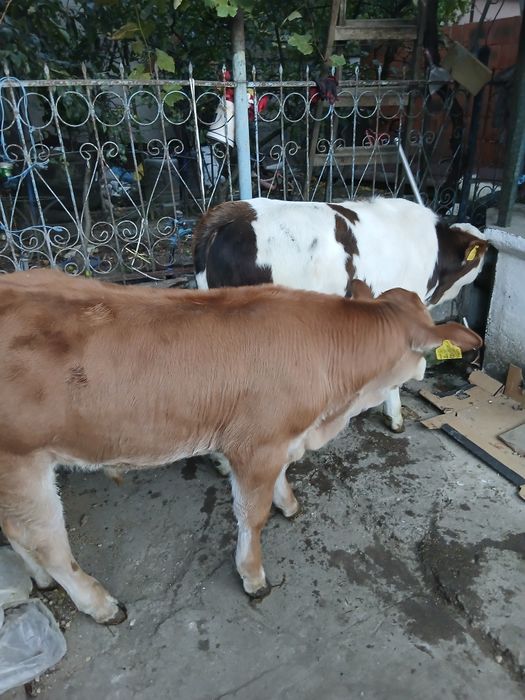 Viței bălțat și limuzin