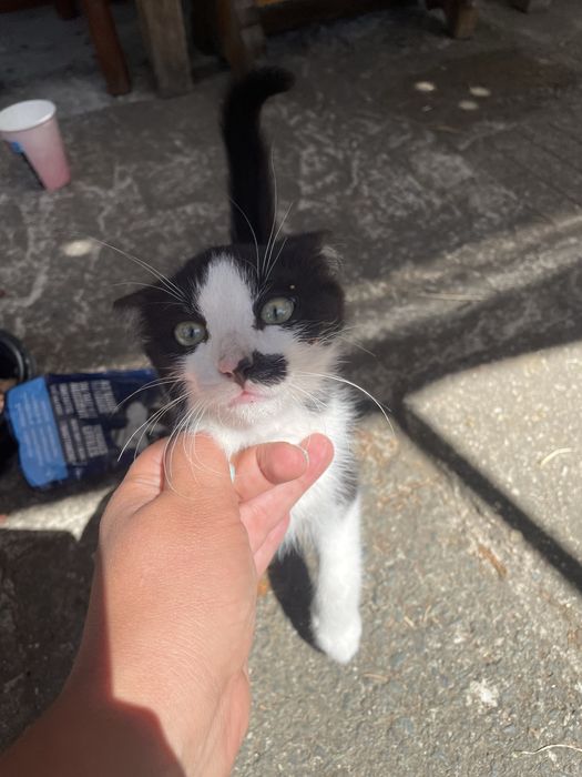 Мъжко коте на 2 месеца