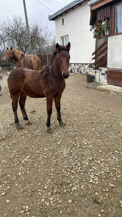 Vând mânz         .