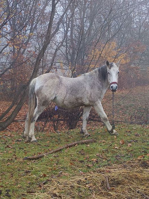 Vând iapa blândă trage bine