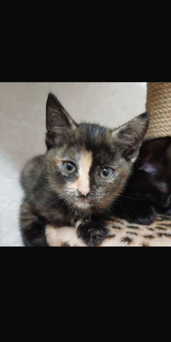 отдам ласкового котенка (девочку)