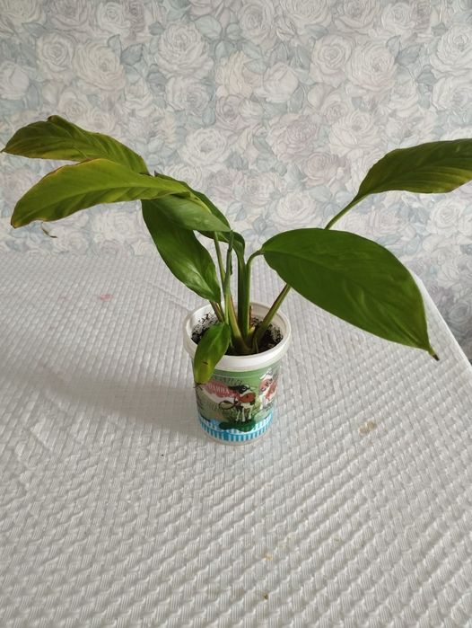 Продам женское счастье